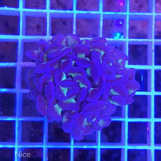Euphyllia Paraancora