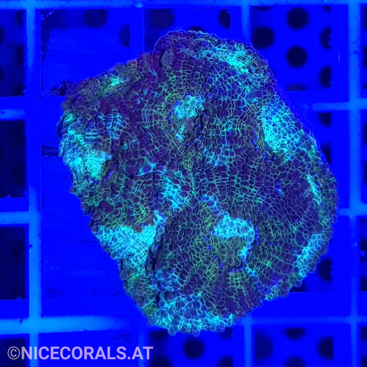 Acanthastrea