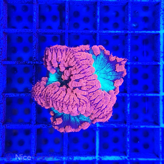 Blastomussa