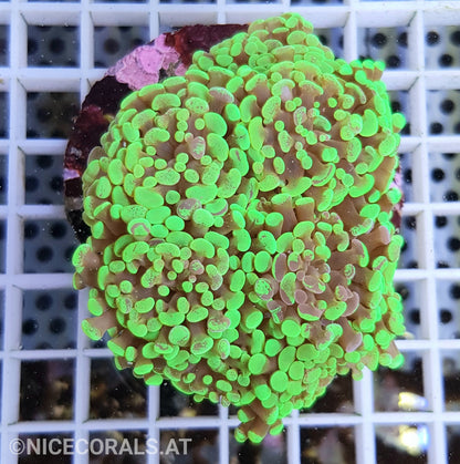 Euphyllia Paraancora 4-5 Heads