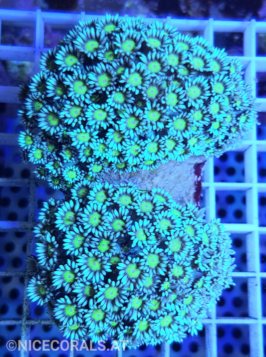 Goniopora