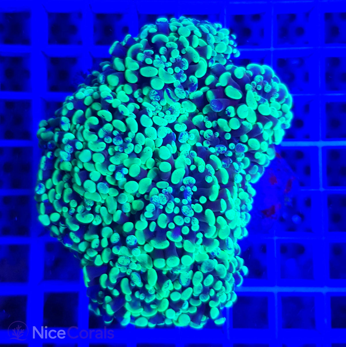 Euphyllia paraancora