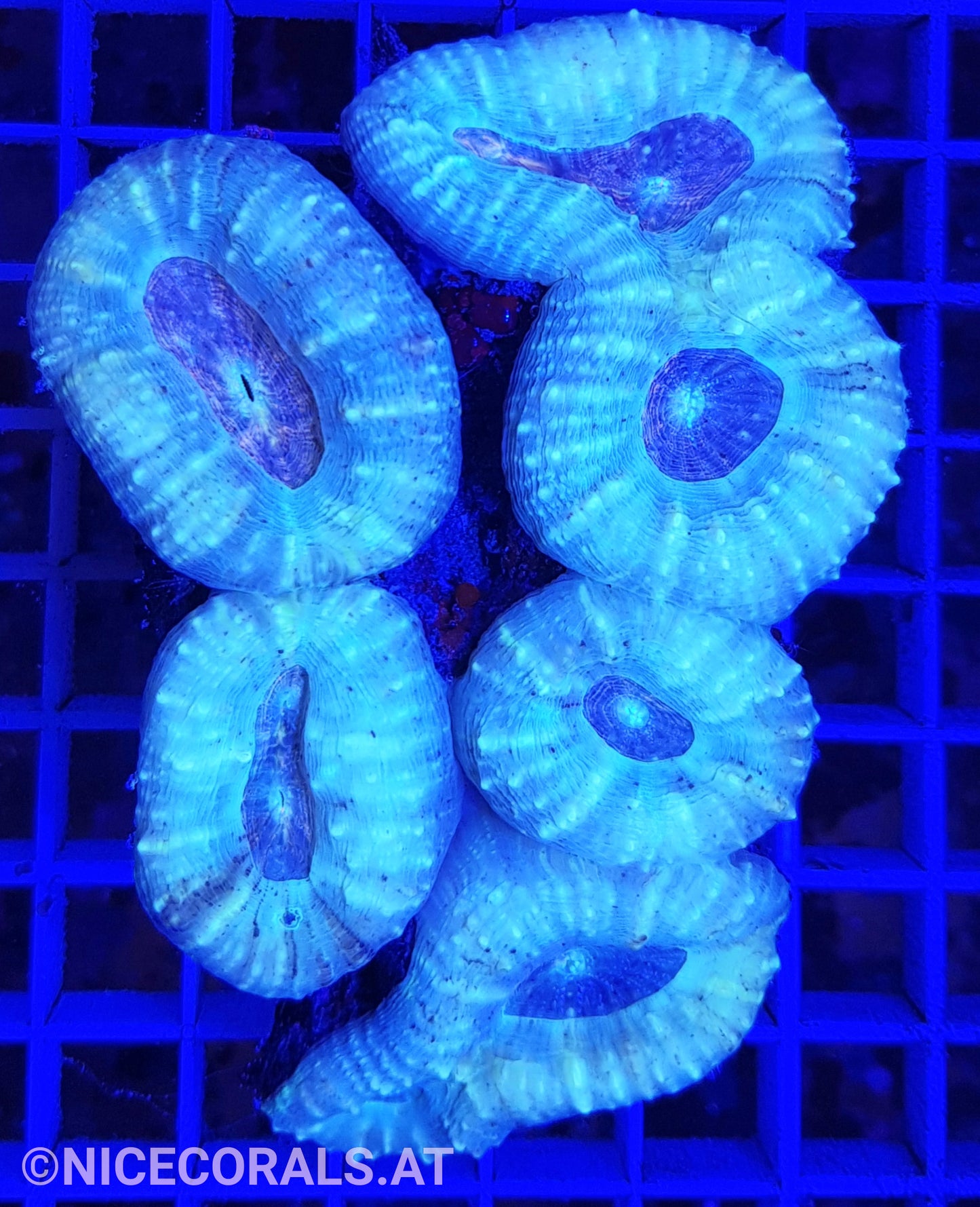 Lobophyllia