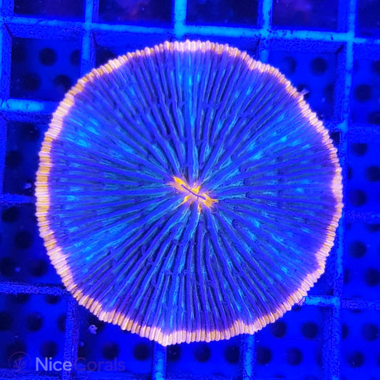 Cycloseris