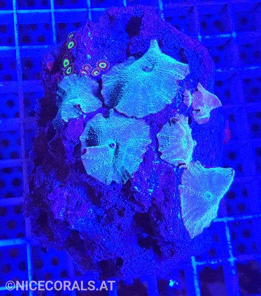 Discosoma
