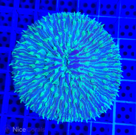 Cycloseris