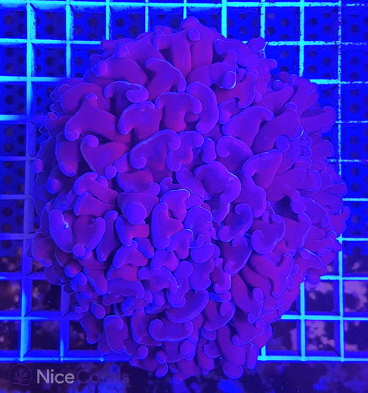 Euphyllia ancora