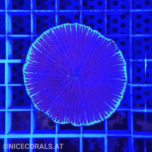 Cycloseris