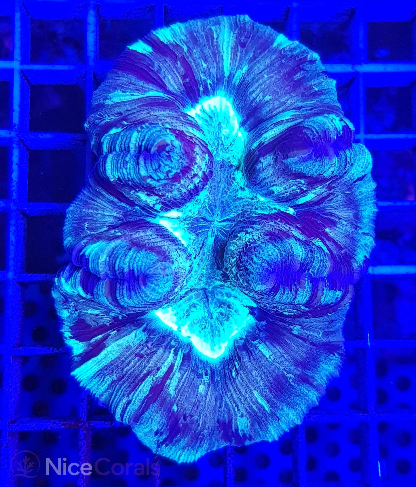 Trachyphyllia