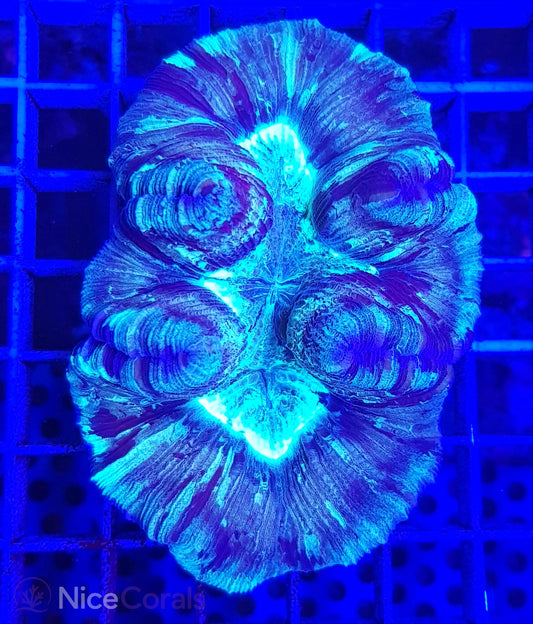 Trachyphyllia