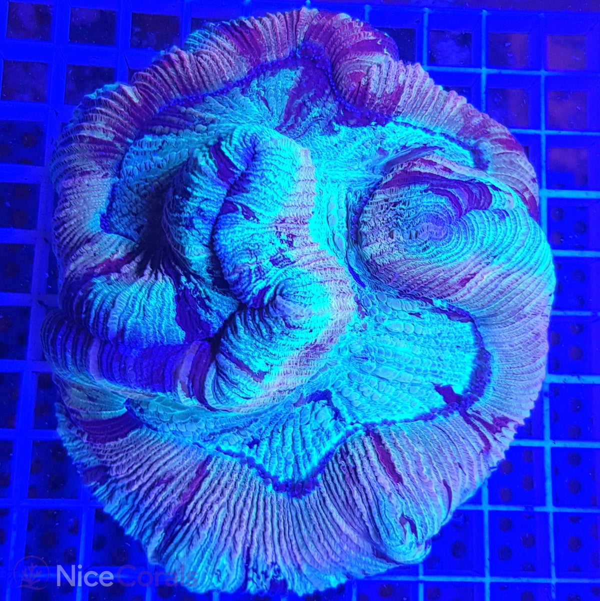 Trachyphyllia XXL