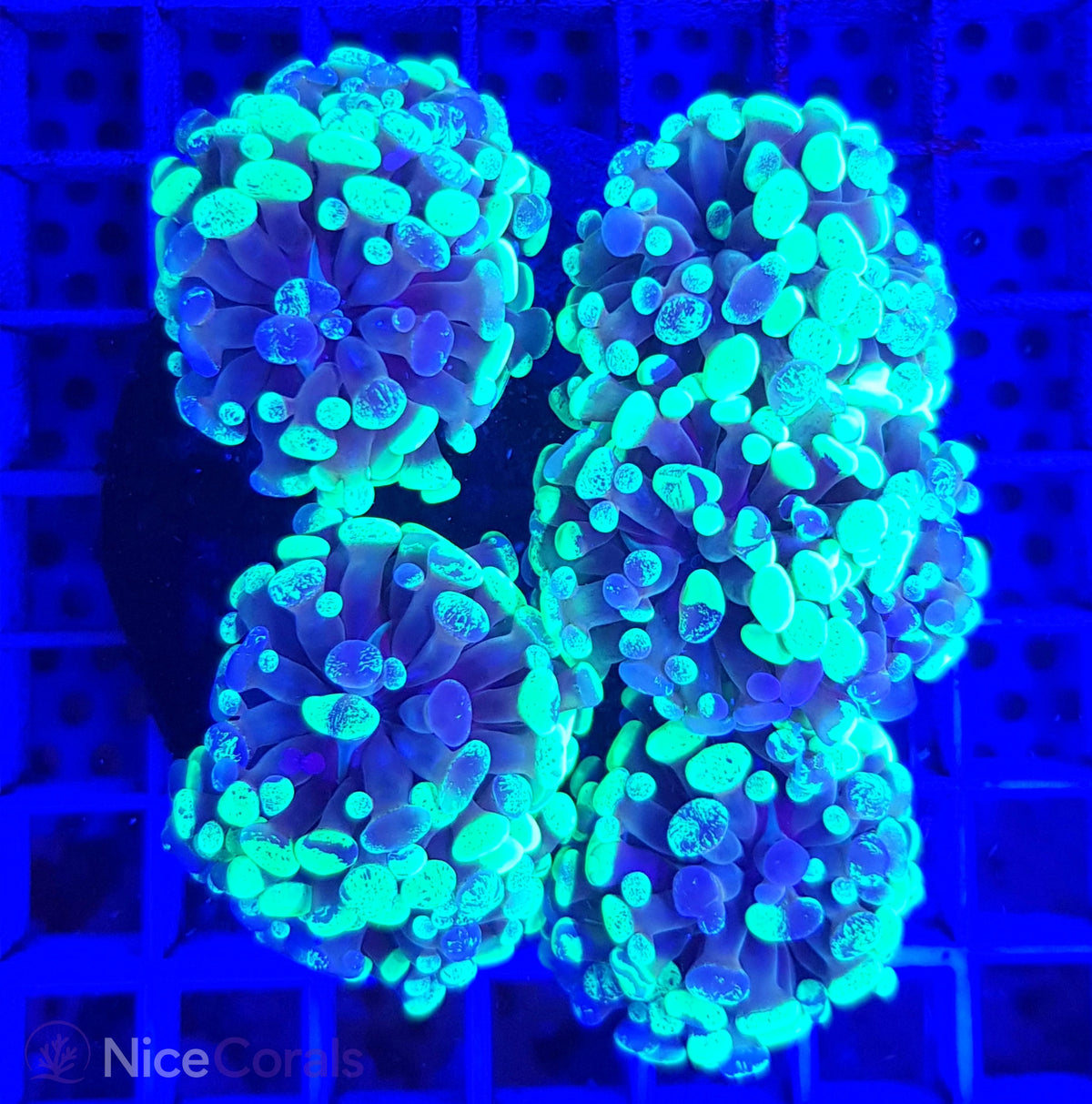 Euphyllia paraancora