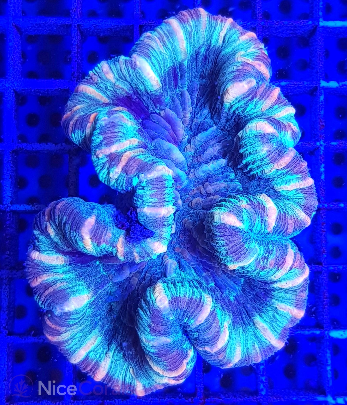 Trachyphyllia