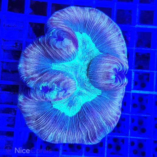 Trachyphyllia