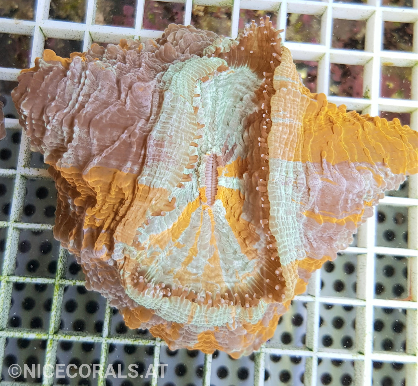 Cynarina SP. Acanthophyllia