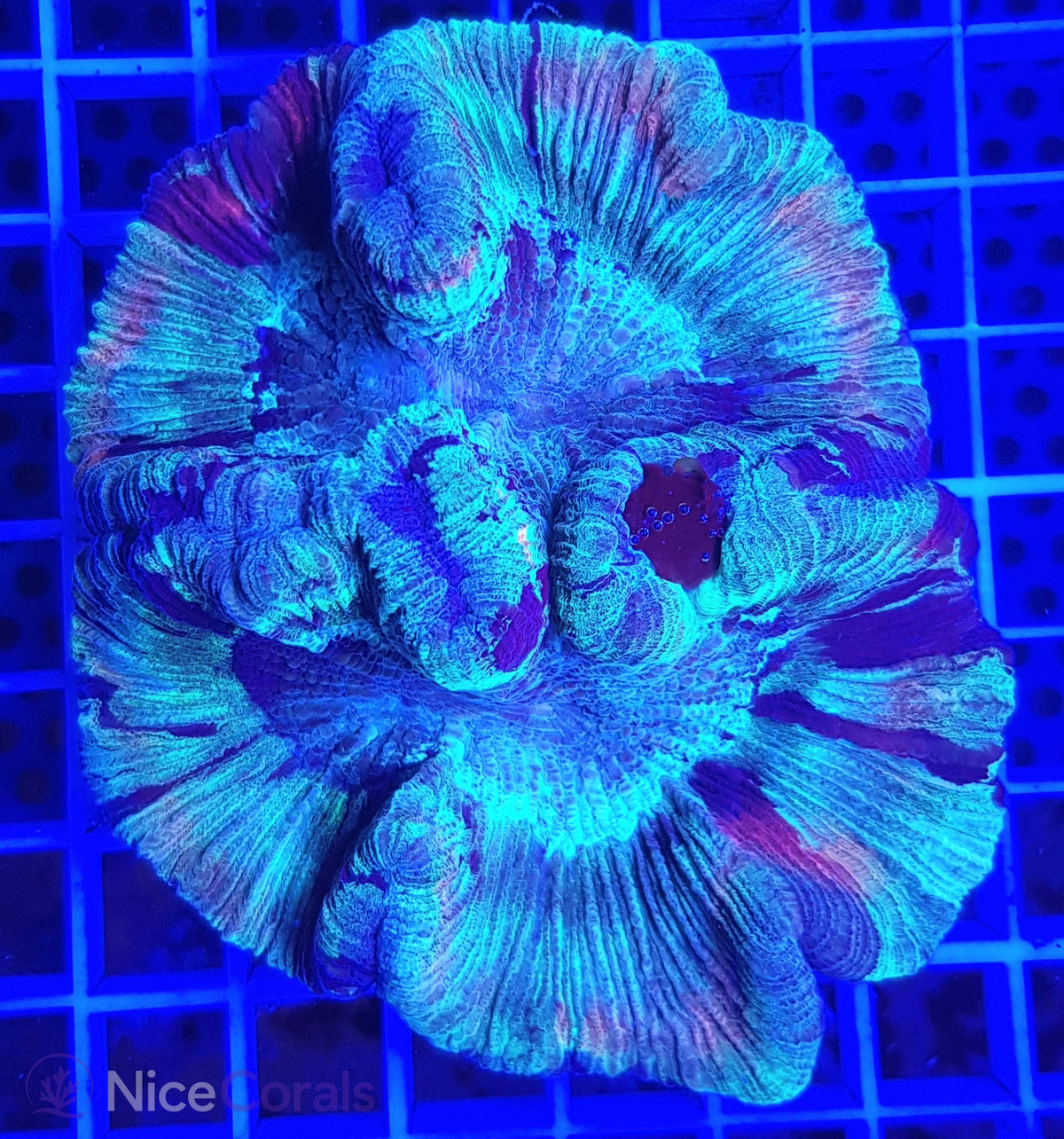 Trachyphyllia