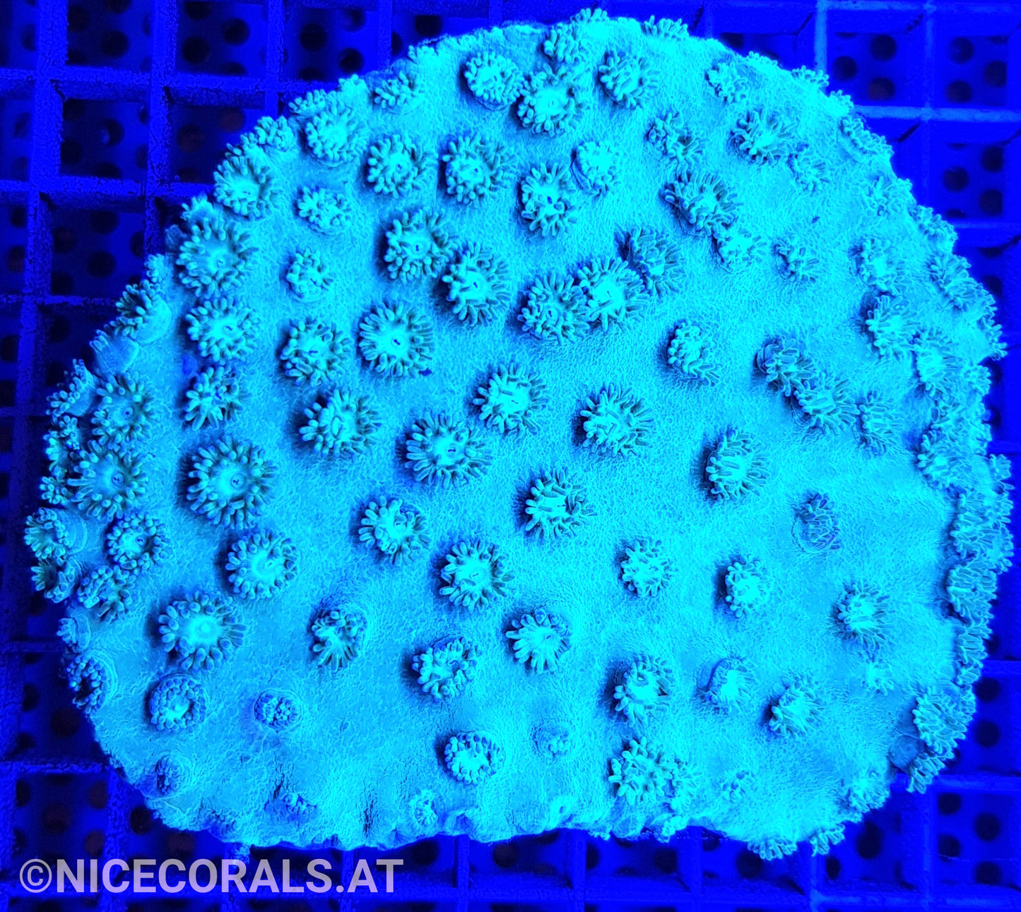 Turbinaria
