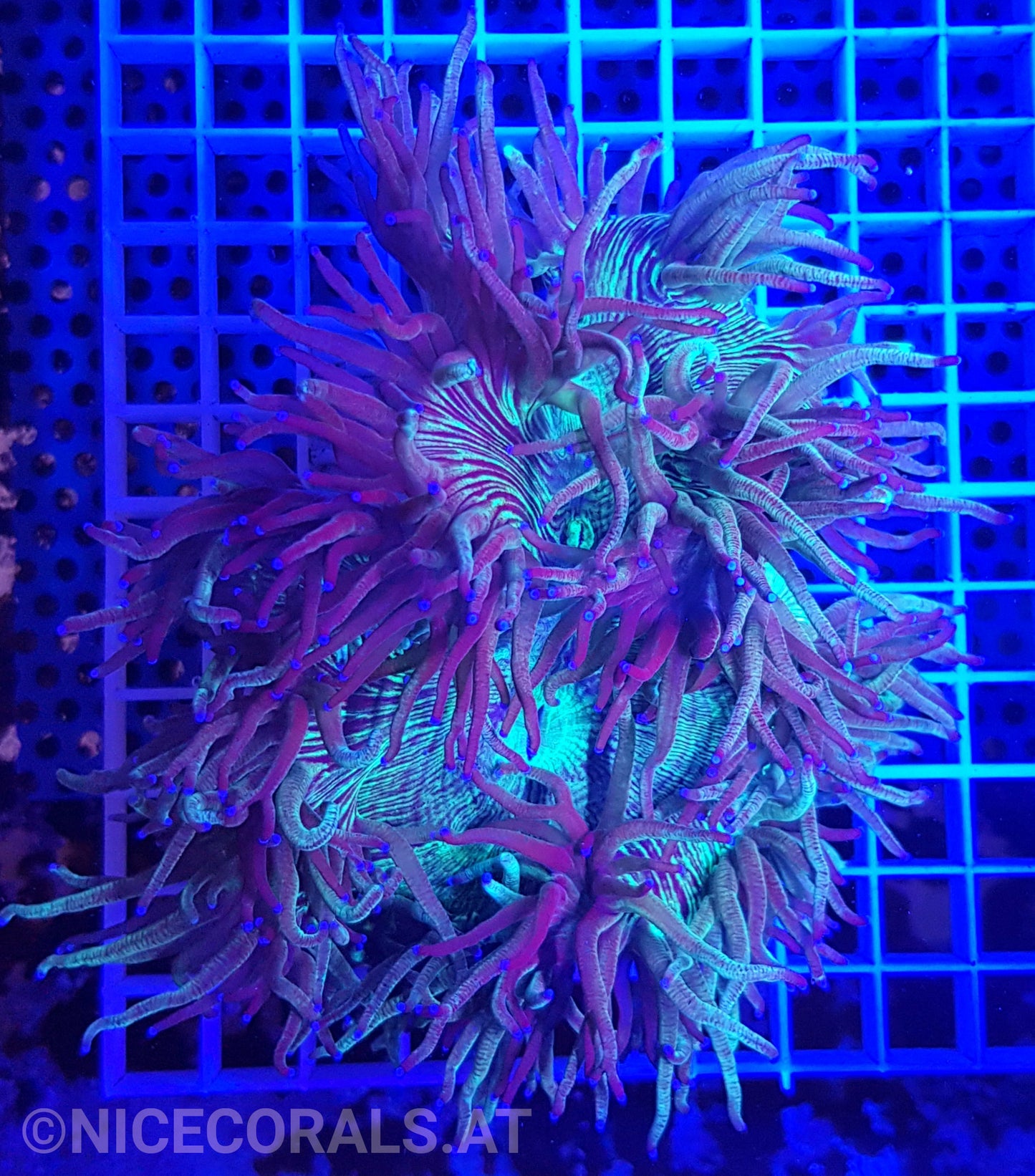 Catalaphyllia