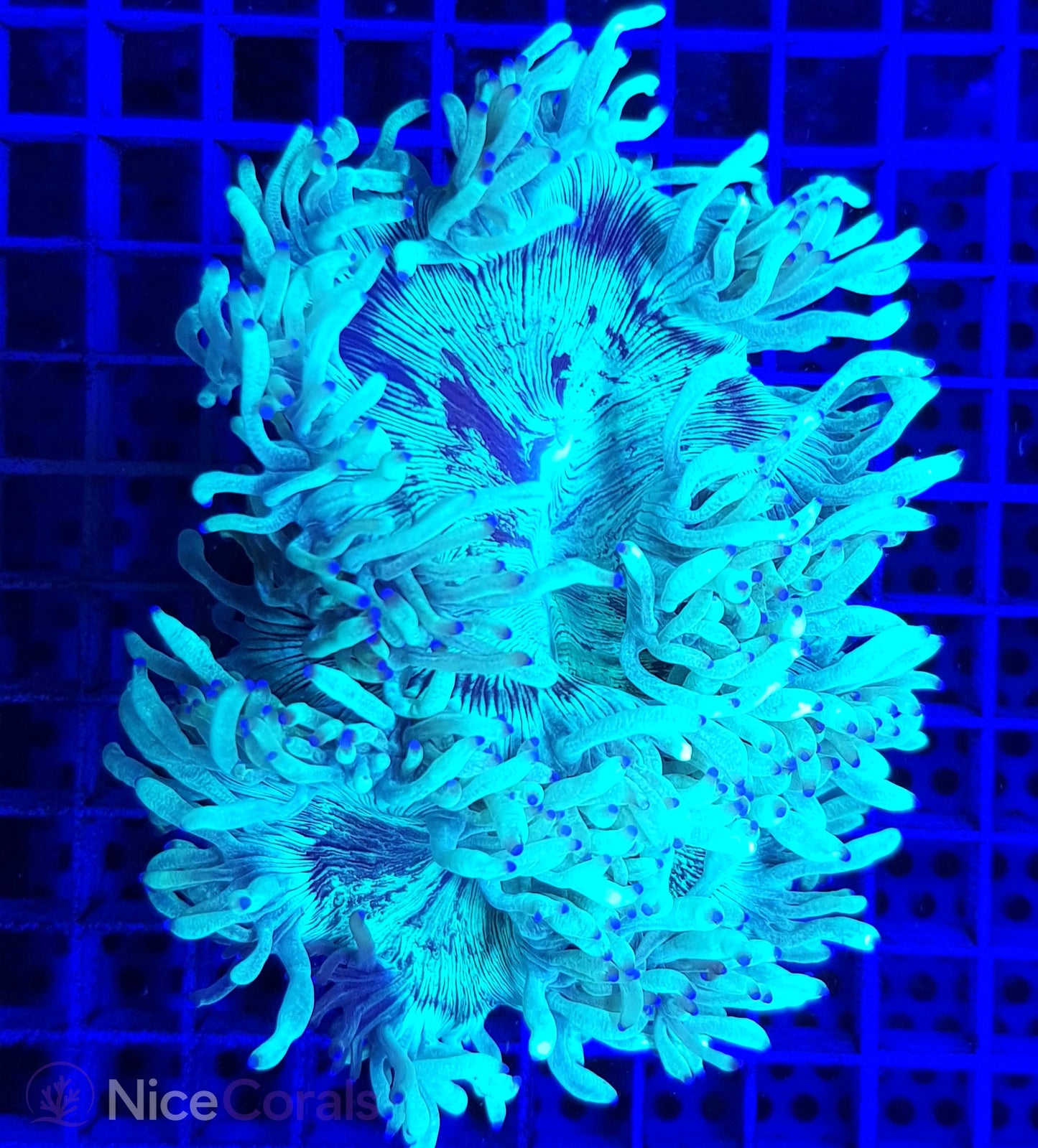 Catalaphyllia