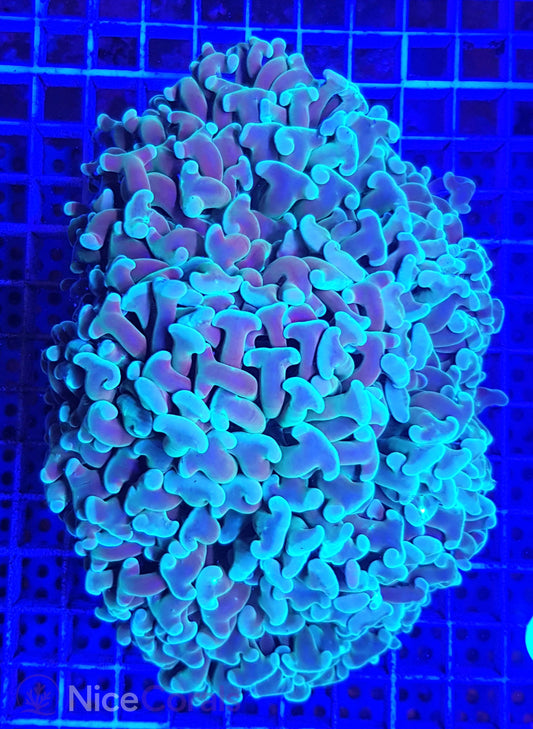 Euphyllia ancora XXL