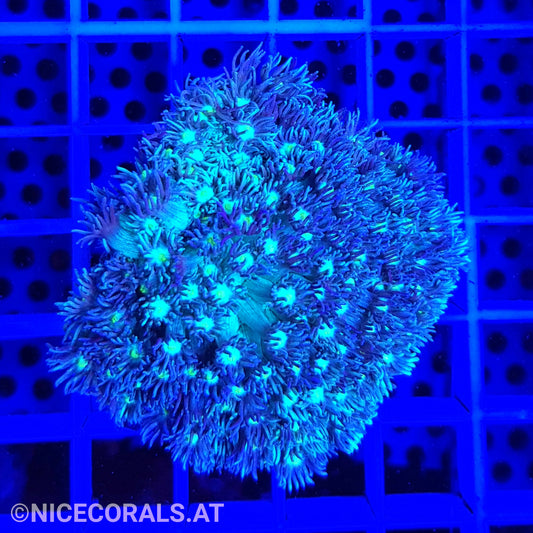 Goniopora