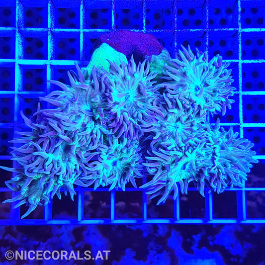 Duncanopsammia