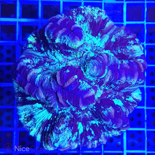 Trachyphyllia