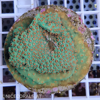 Cyphastrea