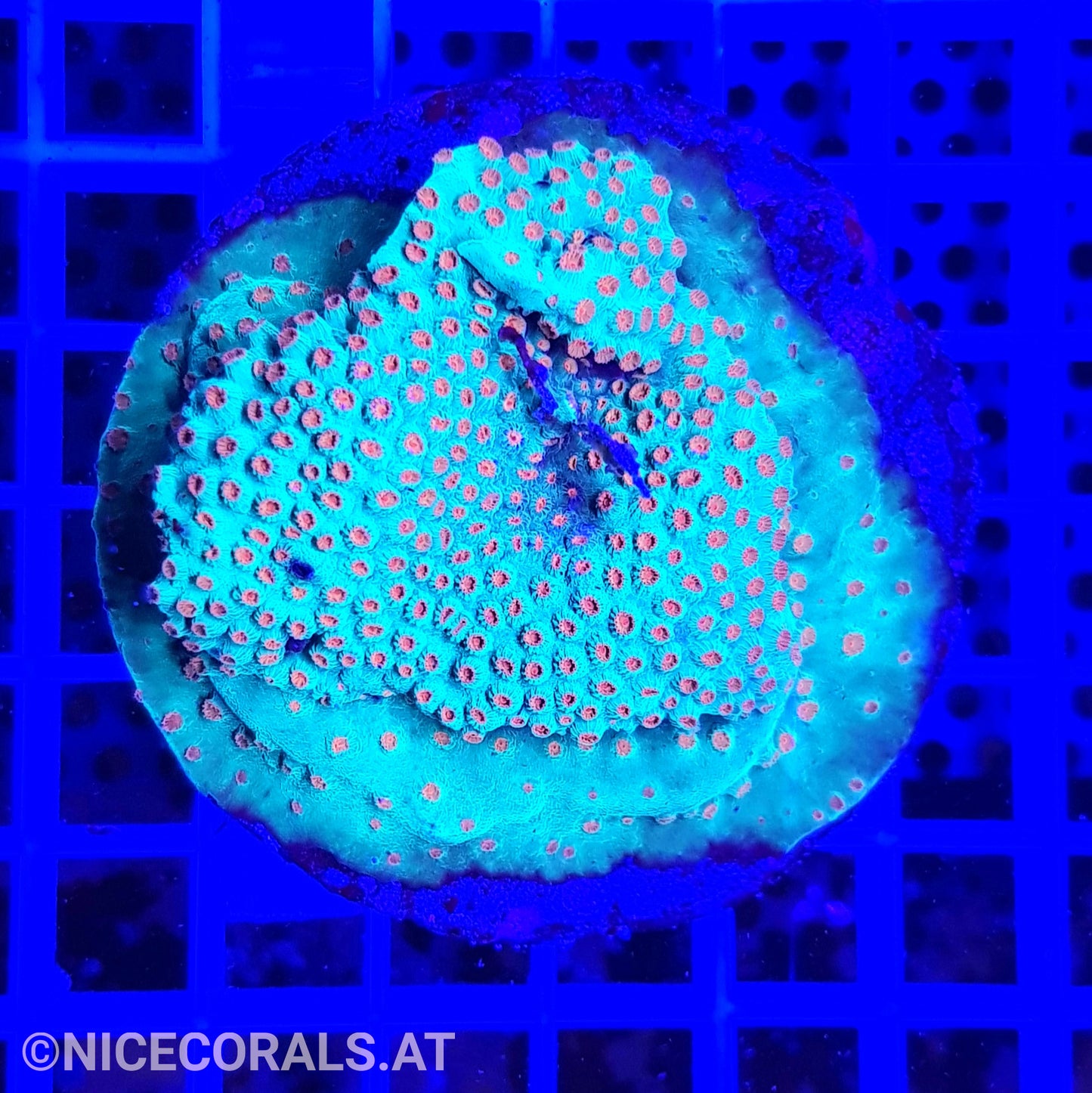Cyphastrea