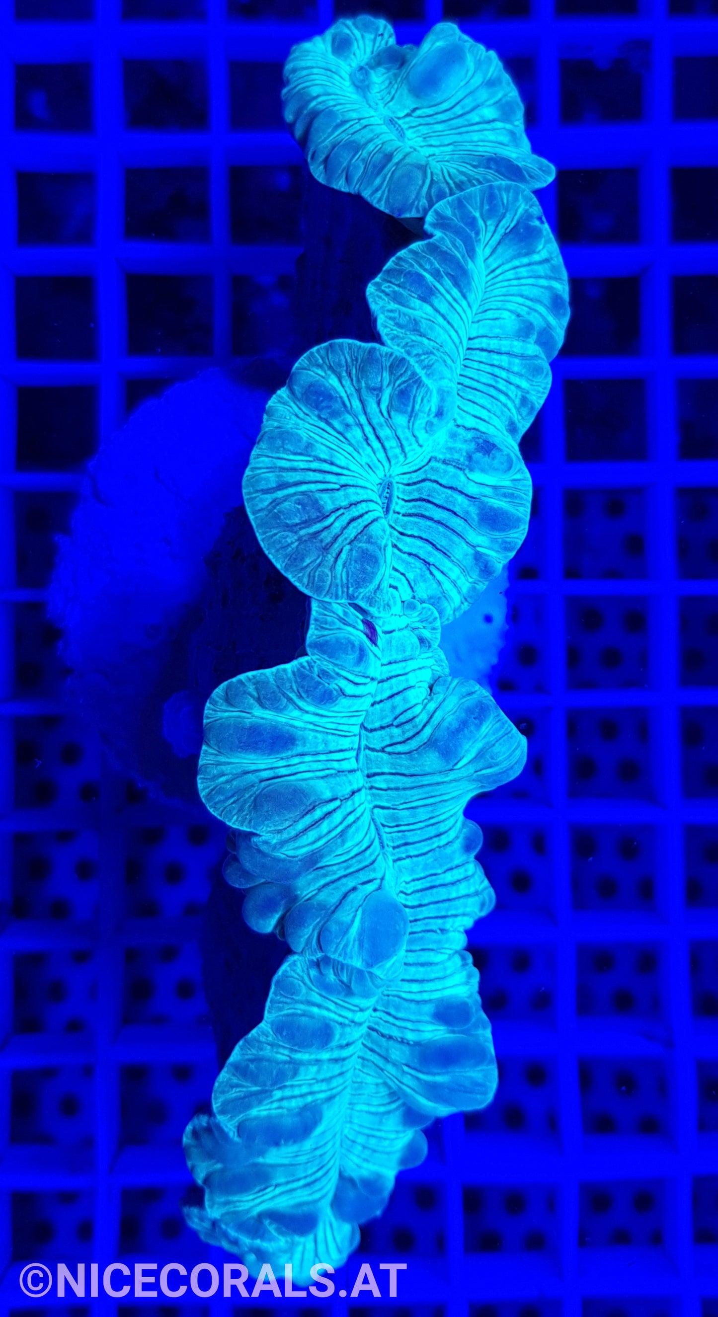 Nemenzophyllia