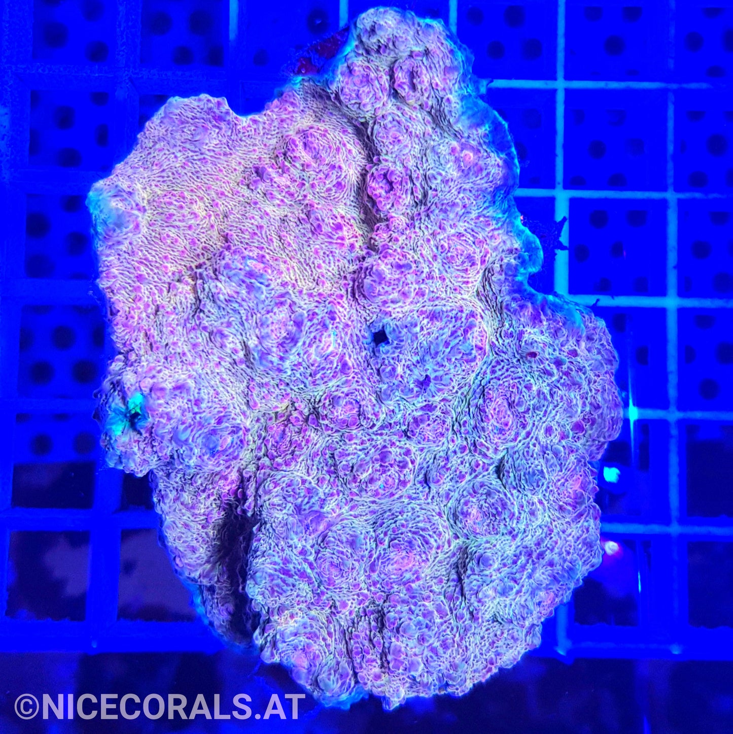 Chalice Rainbow