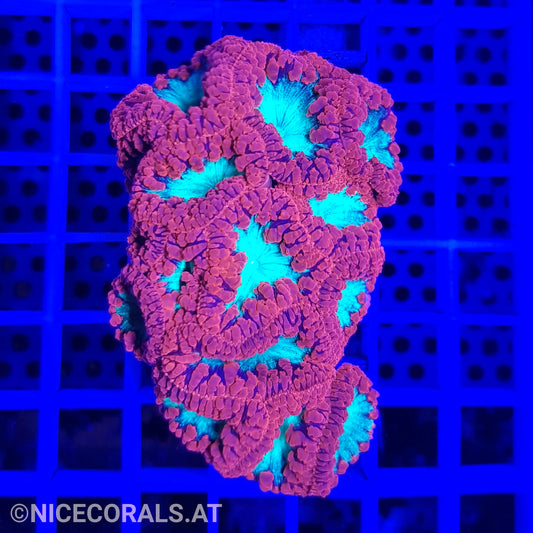 Blastomussa