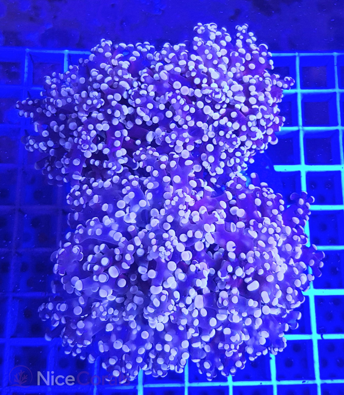 Euphyllia paradivisa