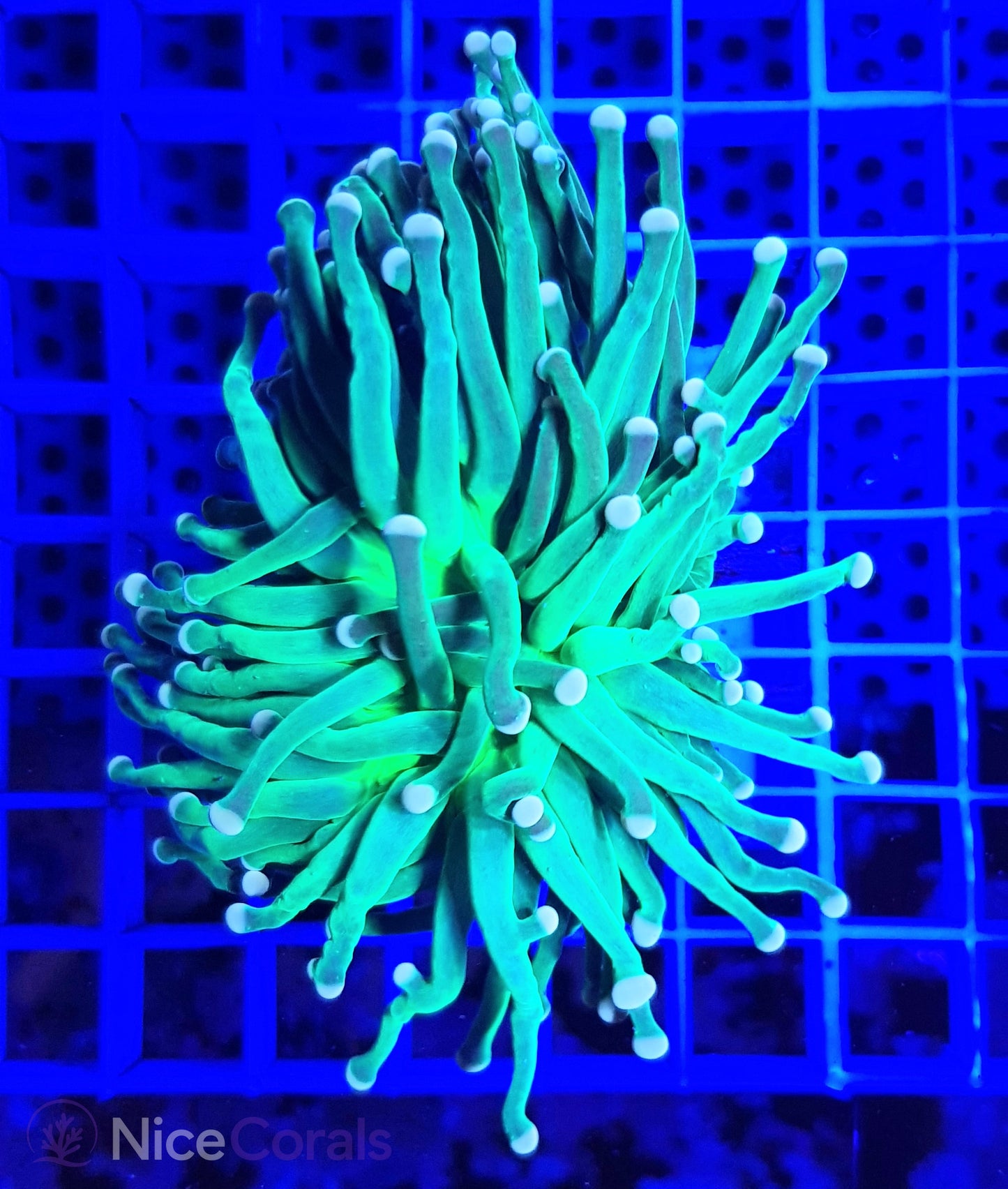 Euphyllia Torch Metallic Green