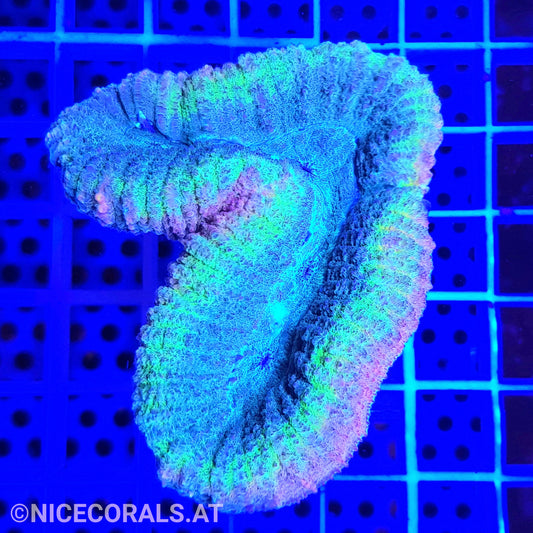 Lobophyllia