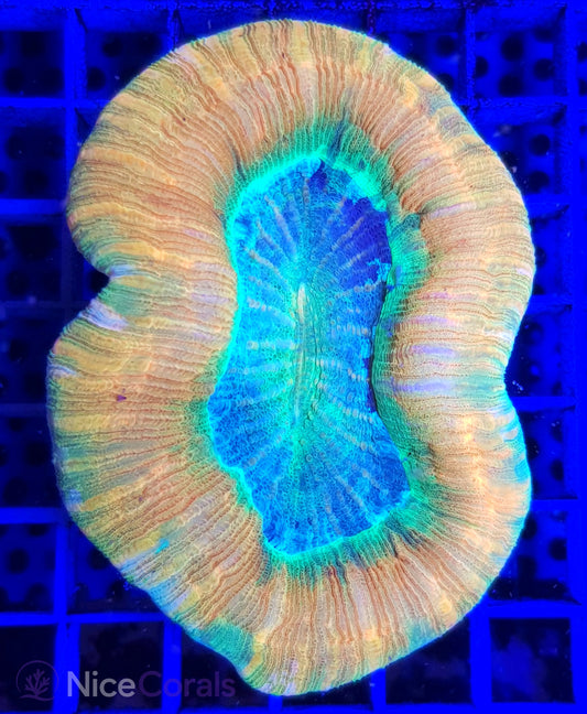 Trachyphyllia