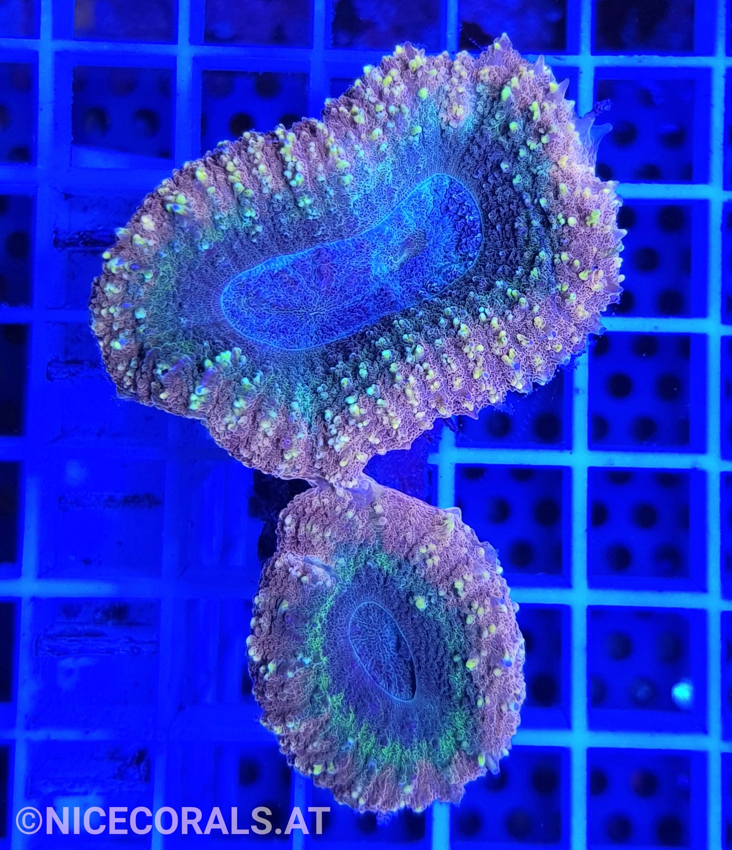 Lobophyllia