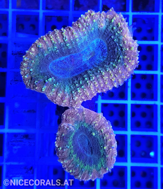 Lobophyllia