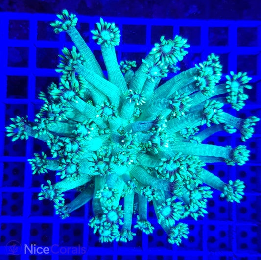 Goniopora Metallic Green