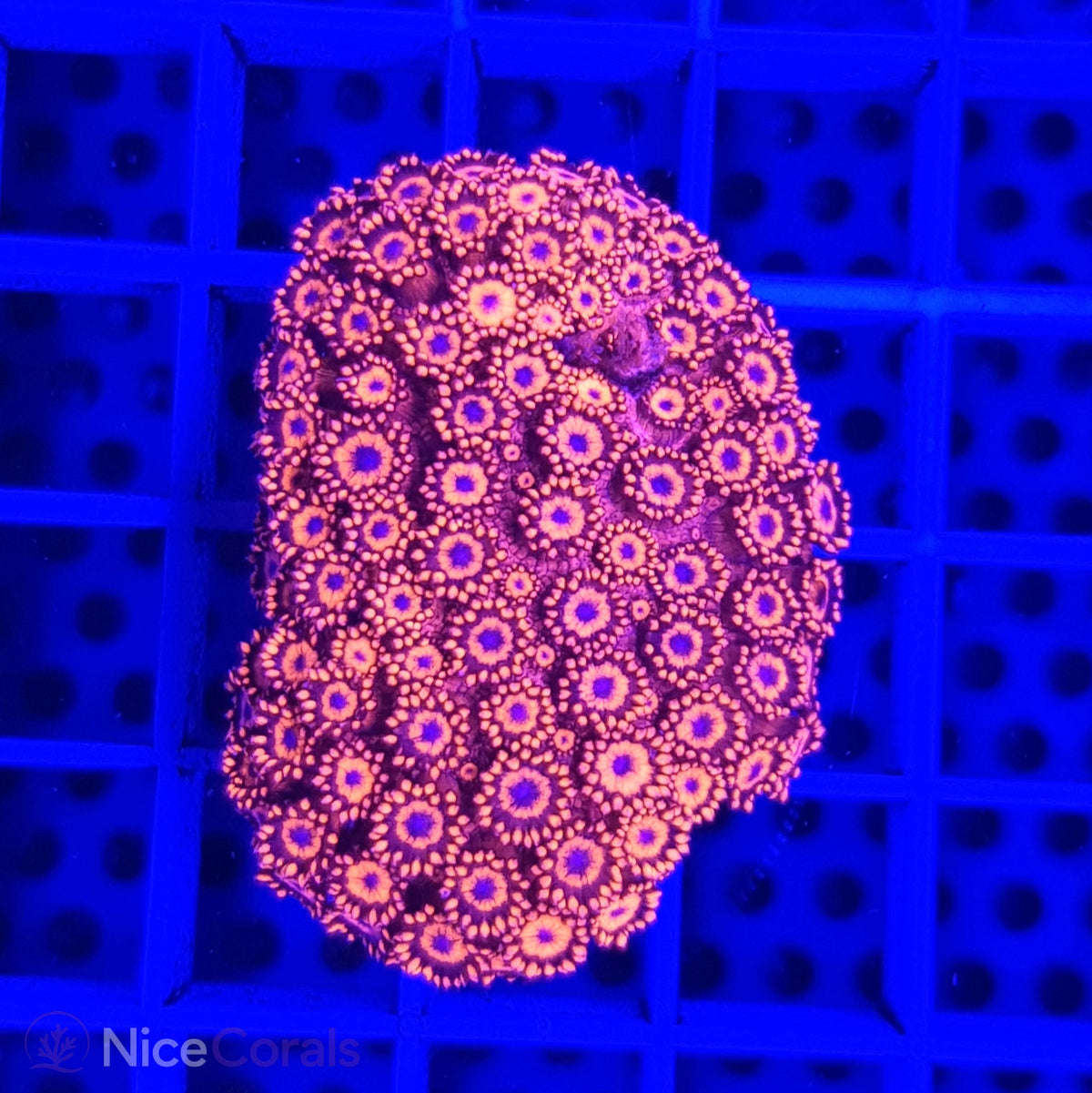 Goniopora