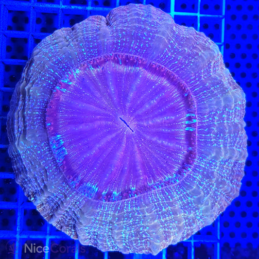 Cynarina SP. Acanthophyllia