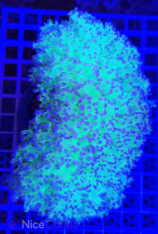 Euphyllia Divisa