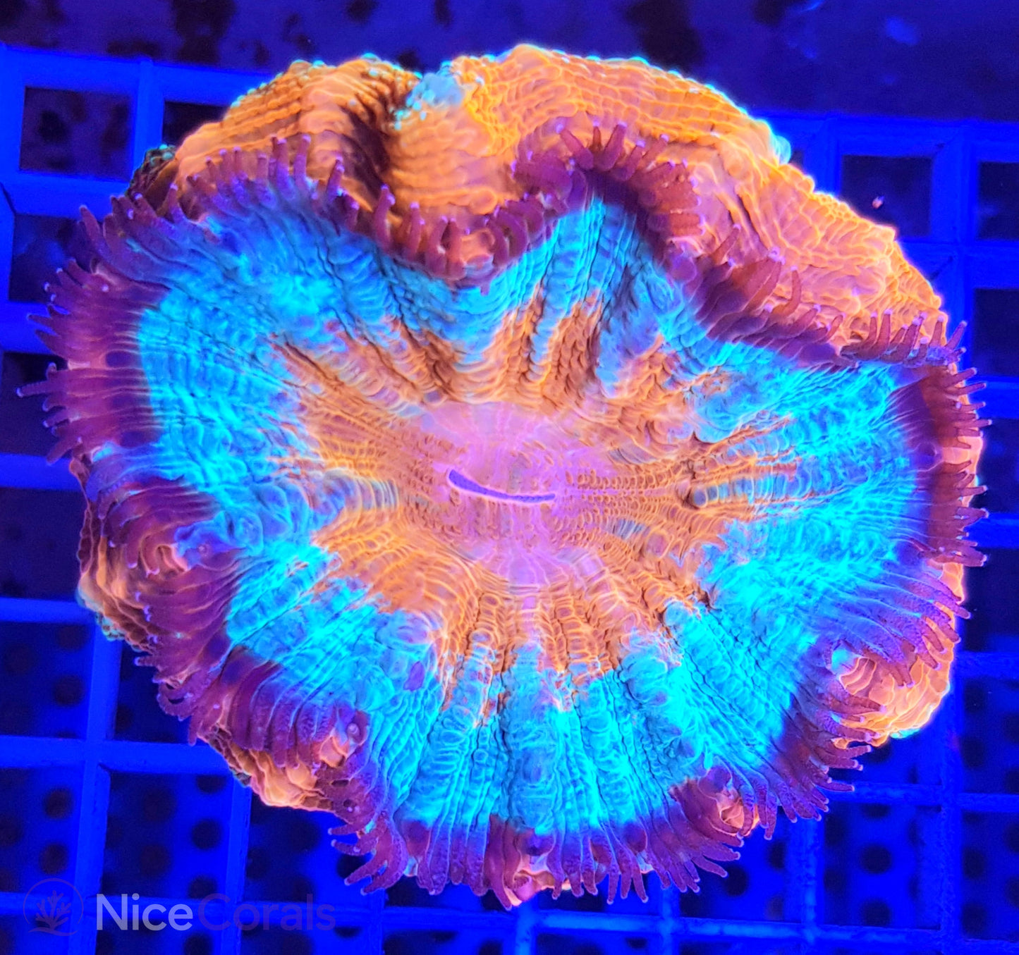 Cynarina SP. Acanthophyllia