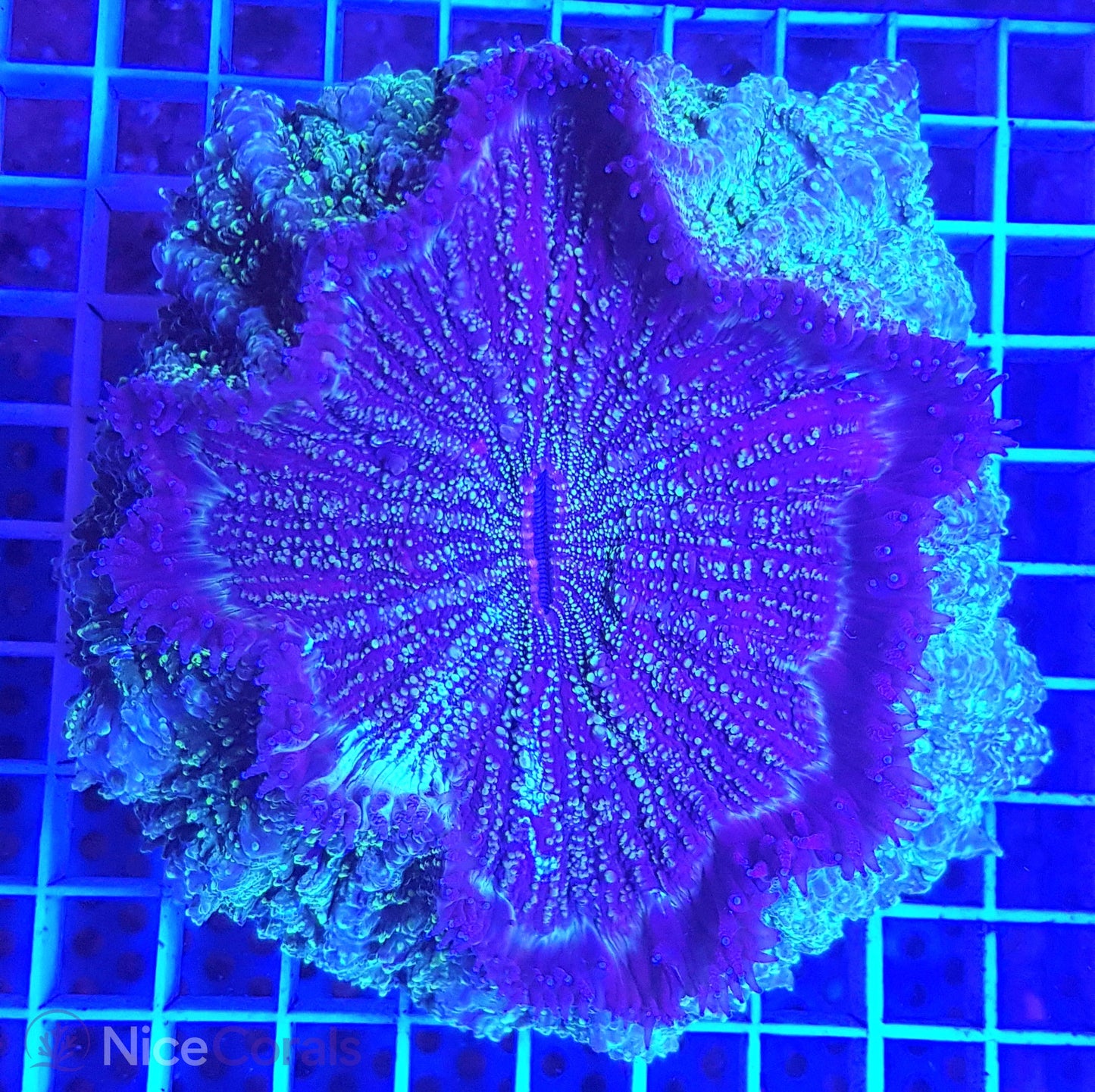Cynarina SP. Acanthophyllia