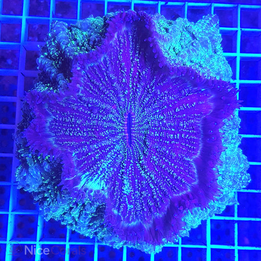 Cynarina SP. Acanthophyllia