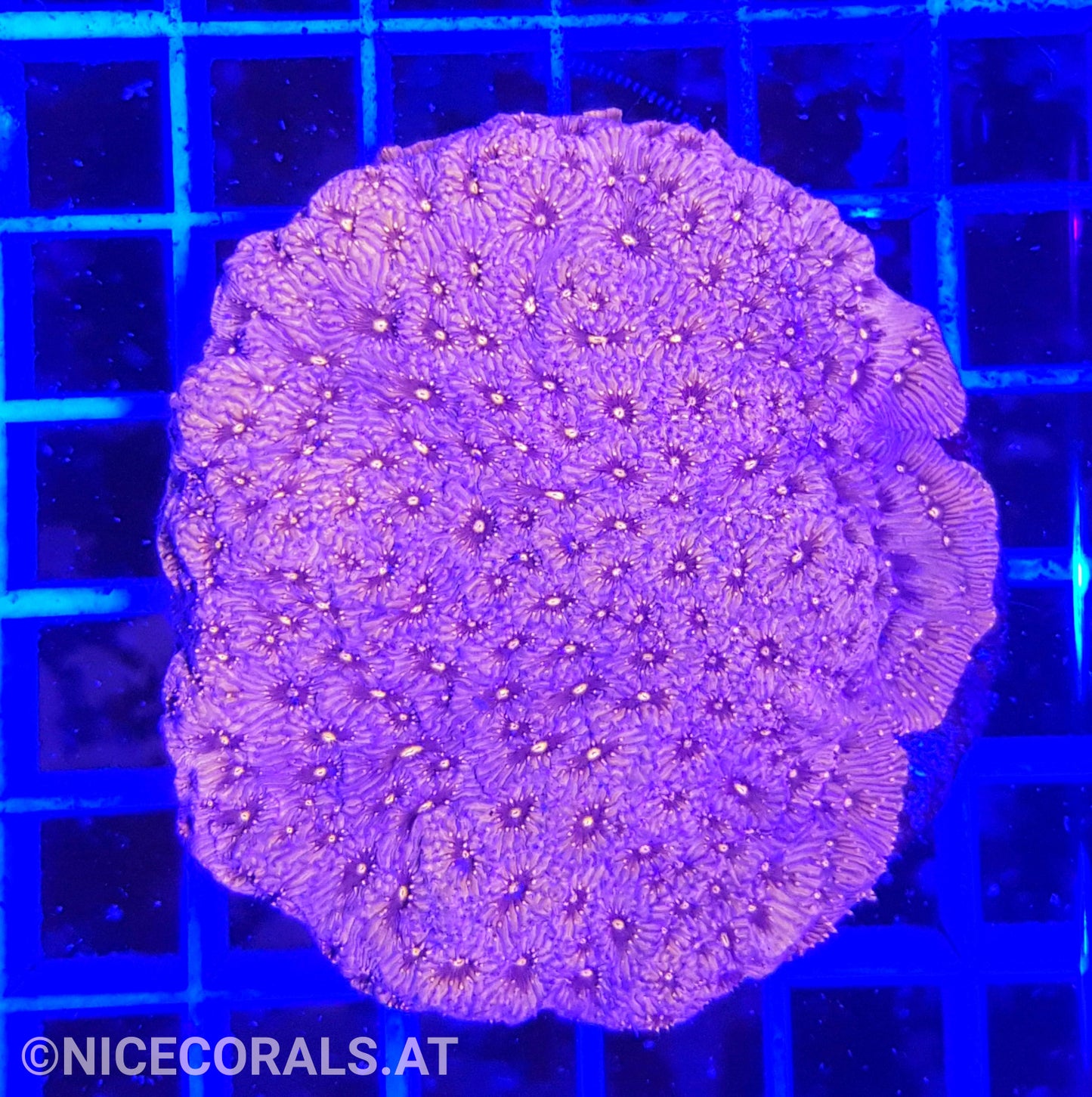 Pavona