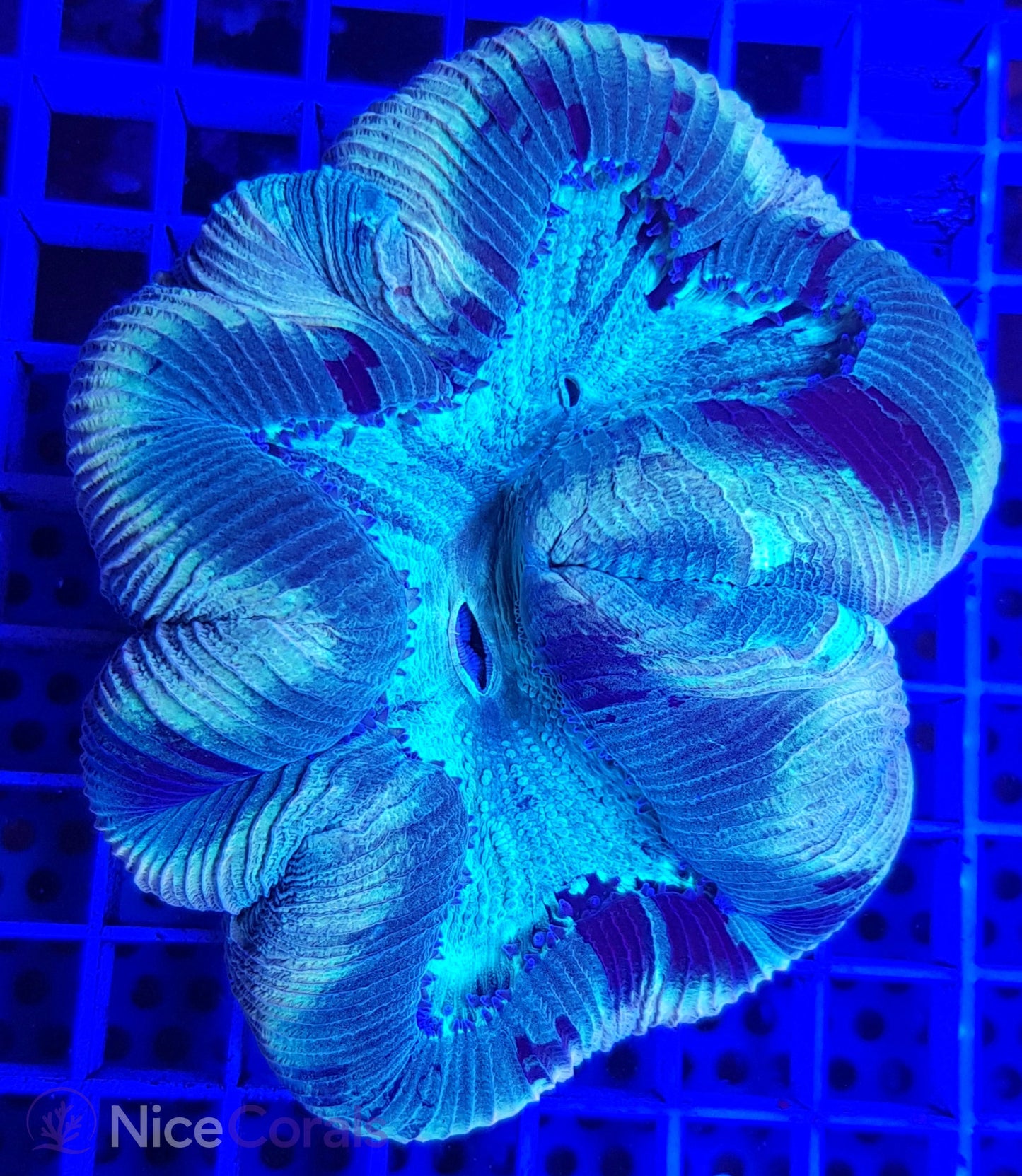 Trachyphyllia