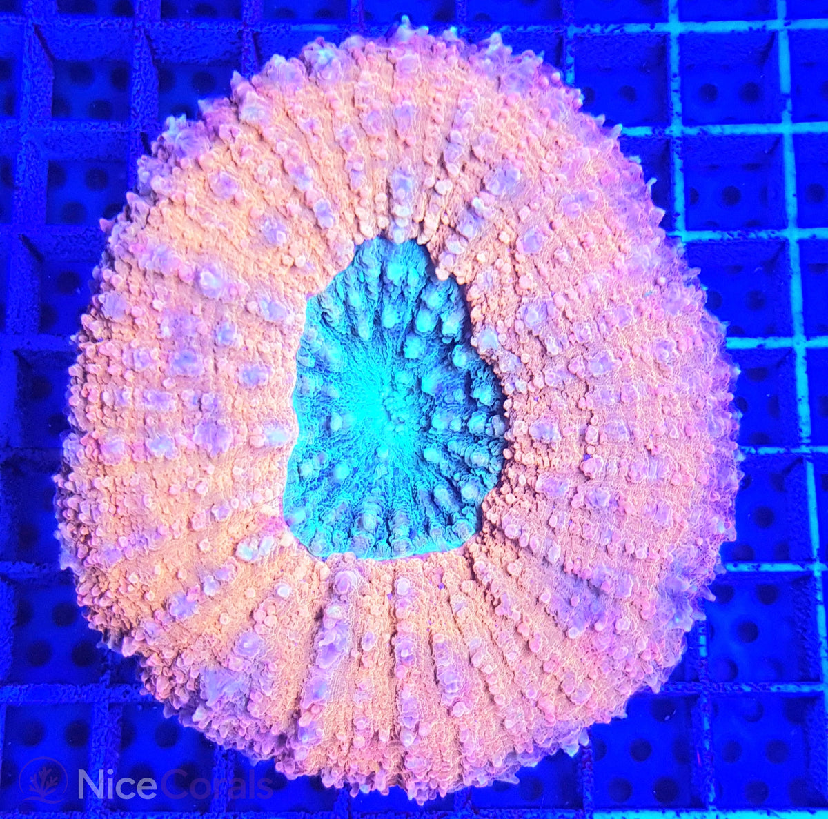 Lobophyllia