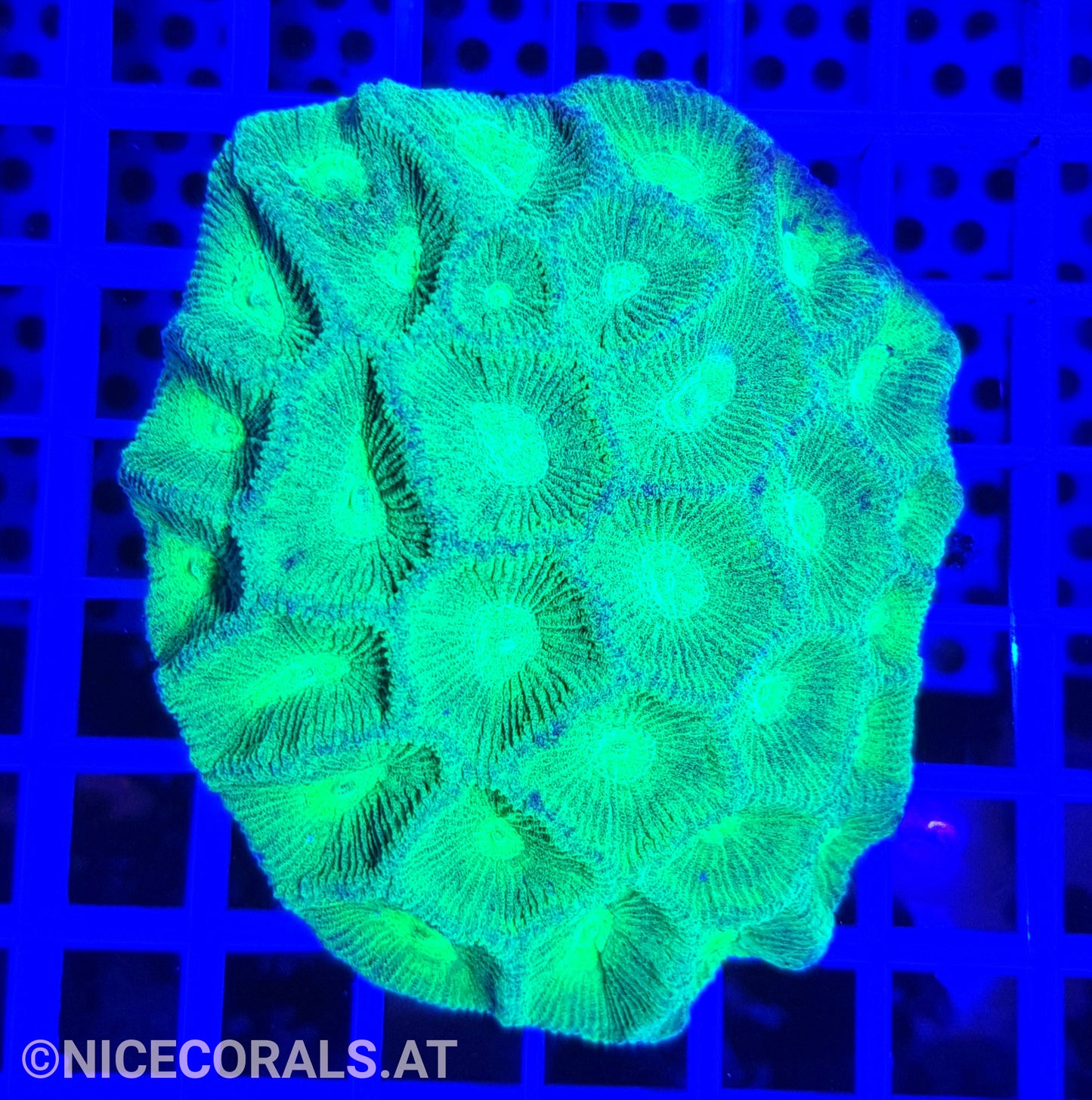Goniastrea