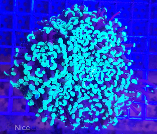 Euphyllia paraancora XXL